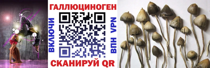 маркетплейс телеграм Биробиджан Галлюциногенные грибы Psilocybine cubensis сколько стоит
